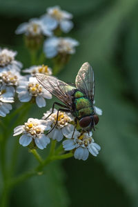 Close-up of housefly on flower