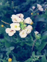 Close-up of white flowering plant