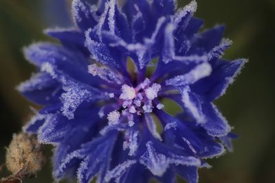 Close-up of purple flowering plant