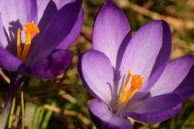 Close-up of purple crocus flowers