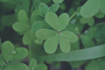 Close-up of fresh green plant