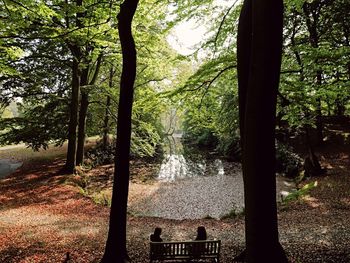 Trees in forest