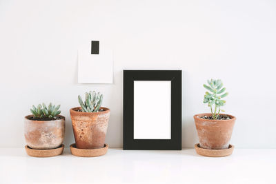Potted plant on table against white background