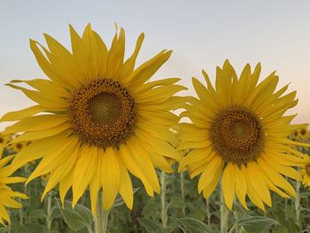 Close-up of sunflower