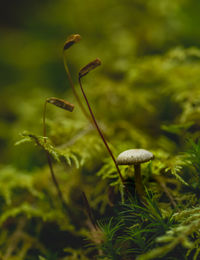 Close-up of mushroom growing outdoors