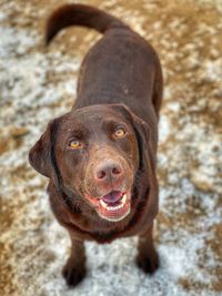 Close-up portrait of a dog