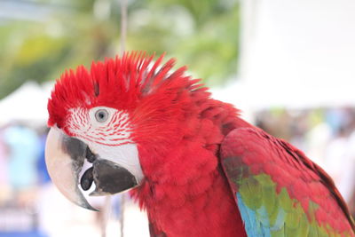 Close-up of parrot