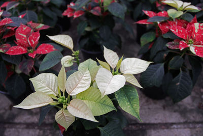 High angle view of bougainvillea blooming outdoors