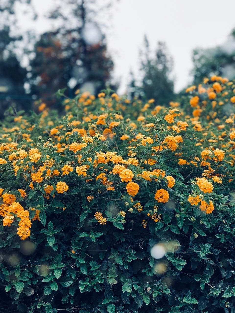 CLOSE-UP OF YELLOW FLOWERING PLANT IN FIELD