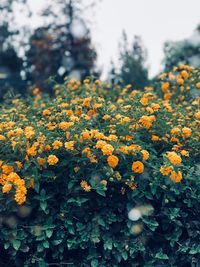 Close-up of yellow flowering plants on field