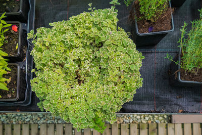 High angle view of potted plant for sale