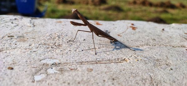 Close-up of insect on rock