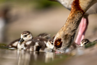 Close-up of ducklings eating