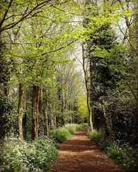 Trees in forest