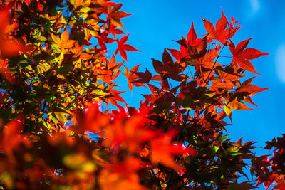 Low angle view of maple tree against sky