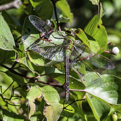 Close-up of butterfly on leaf