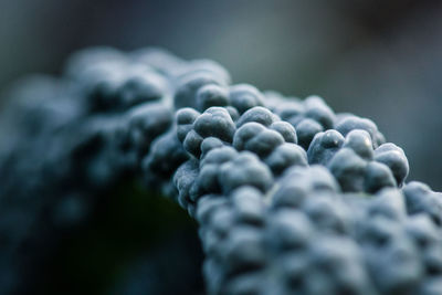 Close-up of berries on plant