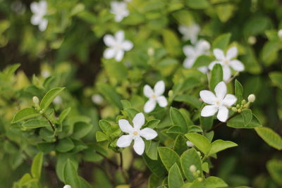 Close-up of white flowers growing on plant