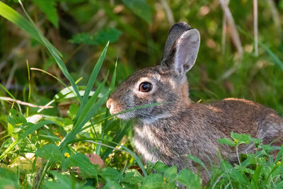 Profile of cute cottontail bunny rabbit hiding in the grass and shadows.