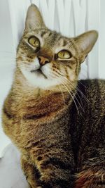 Close-up portrait of a cat