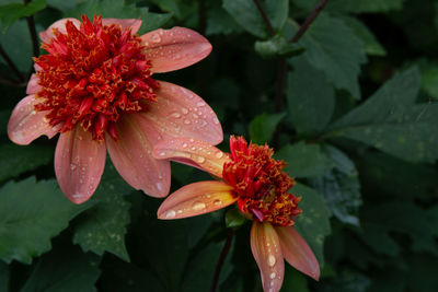 Close-up of wet red flower