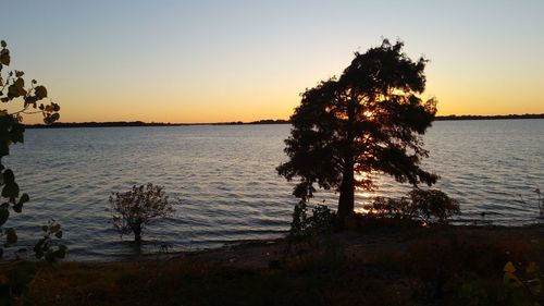 Silhouette tree by sea against clear sky during sunset