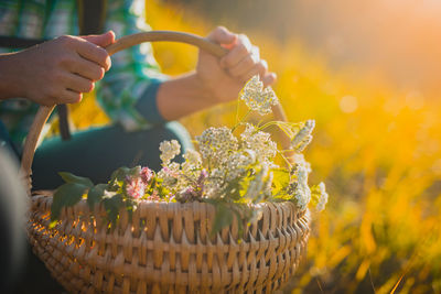Close-up of hand holding flowers in basket