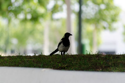 Bird perching on grass against trees