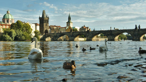 Ducks swimming in a water