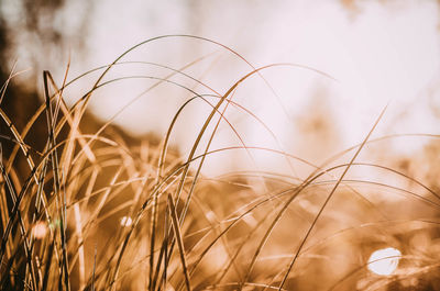 Close-up of stalks in field against sky