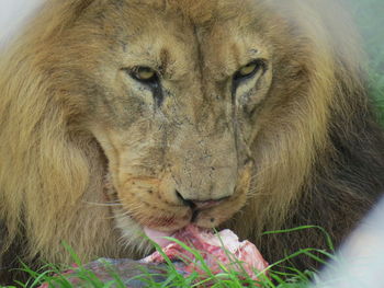 Close-up of lion