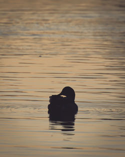 Bird swimming in lake at sunset