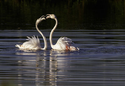 Flamingoes face to face swimming in lake