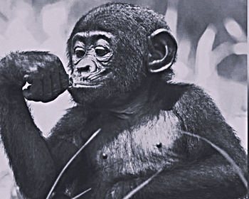 gorilla