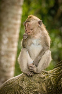 Close-up of an animal