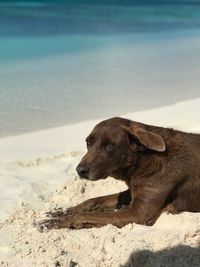 Dog looking away on beach