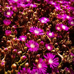 Full frame shot of purple flowering plants