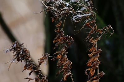 Close-up of dried plant