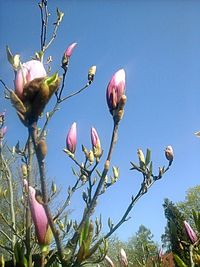 Low angle view of pink flowers against blue sky