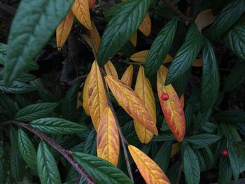 Close-up of plants