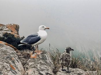 Seagulls perching on rock
