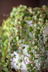 Close-up of christmas decorations