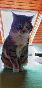 Cat sitting on table at home