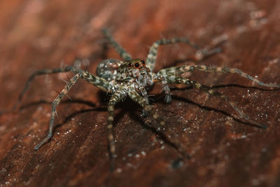 Close-up of spider