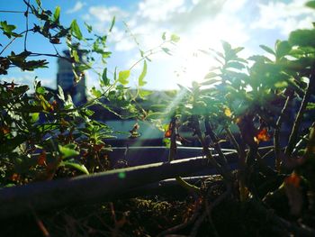 Close-up of plants against sky