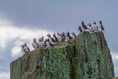 Puffins on shetland islands in scotland