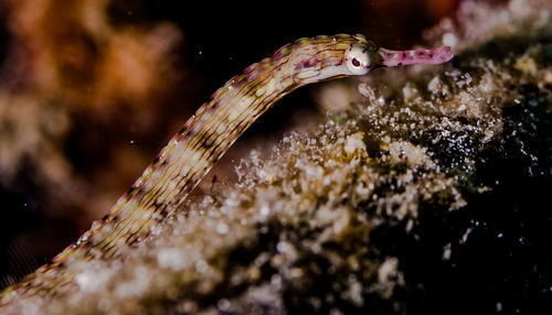 Close-up of bended pipe fish swimming in sea