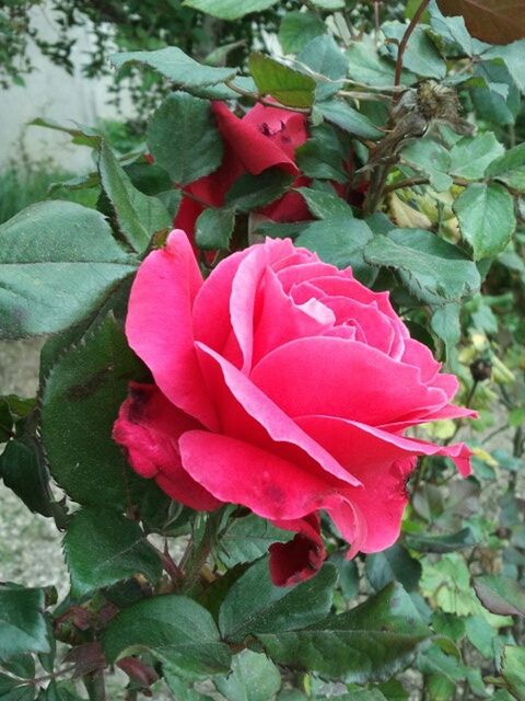 flower, petal, freshness, leaf, fragility, flower head, growth, beauty in nature, red, rose - flower, plant, blooming, close-up, nature, pink color, single flower, high angle view, green color, in bloom, rose