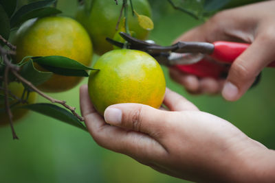 Close-up of hand holding apple