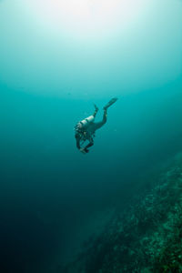 Jellyfish swimming in sea